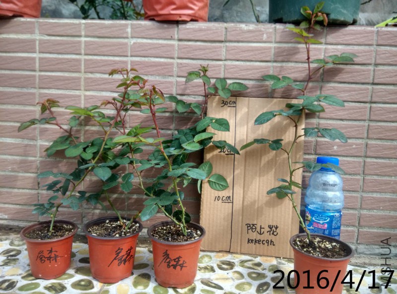 IMG_20160416_160457_HDR.jpg