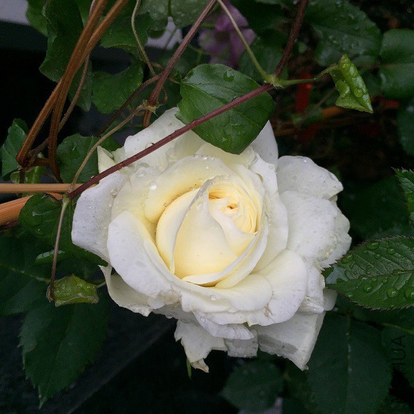 IMG_7756.JPG