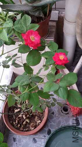 20160416_171752.jpg