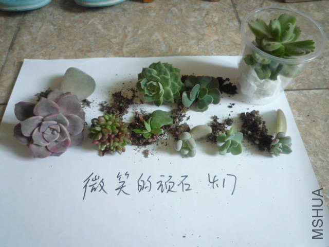 P1100005.JPG