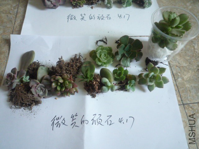 P1100006.JPG
