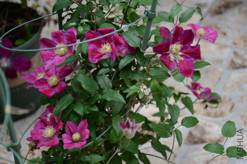 DSC_3497.JPG
