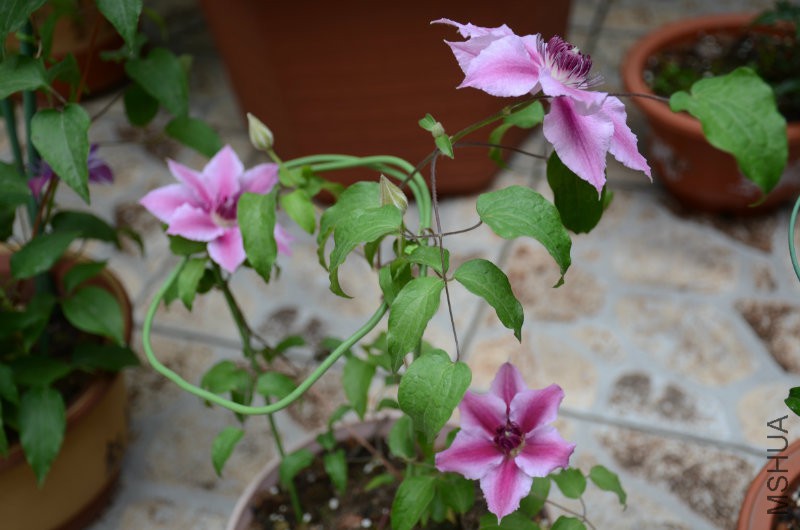DSC_3504.JPG
