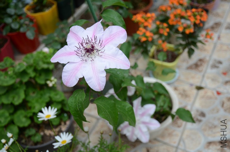DSC_3516.JPG