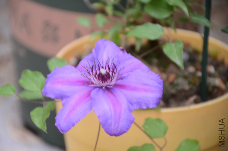 DSC_3631.JPG
