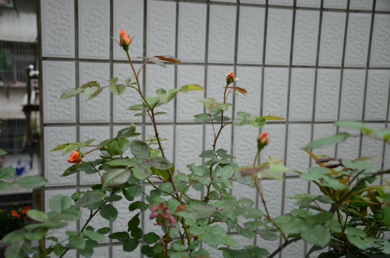 DSC_3519.JPG