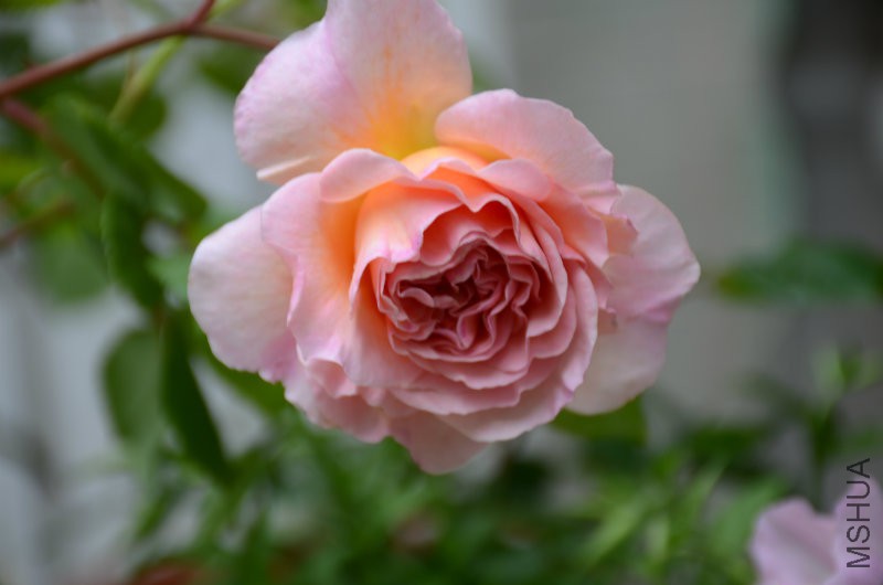 DSC_3540.JPG