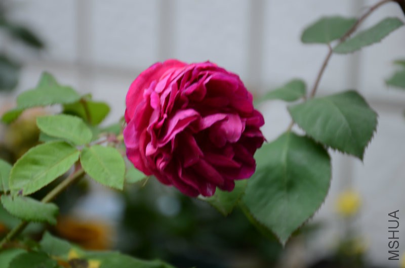 DSC_3547.JPG