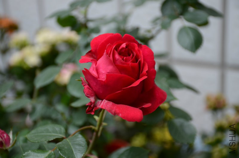 DSC_3549.JPG
