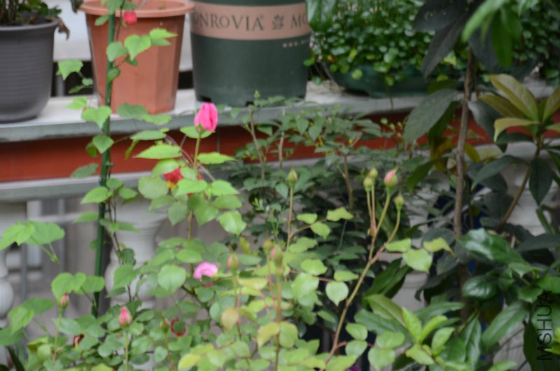 DSC_3620.JPG