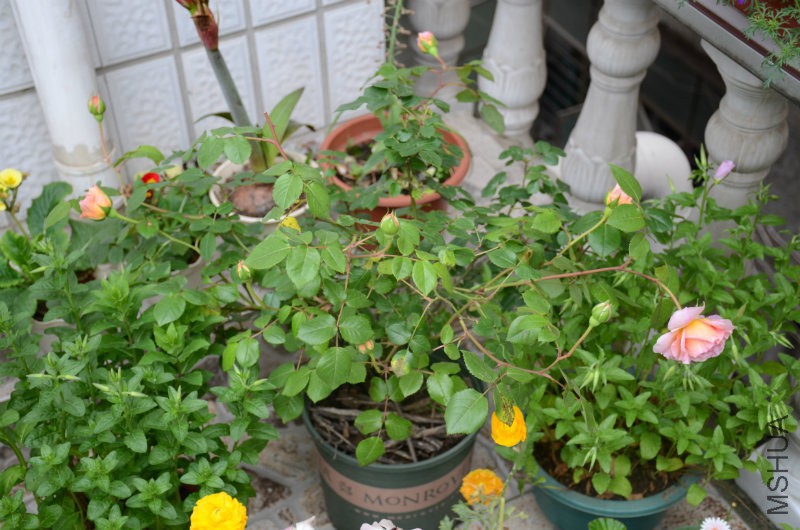 DSC_3622.JPG