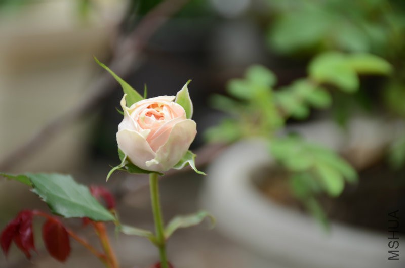 DSC_3644.JPG