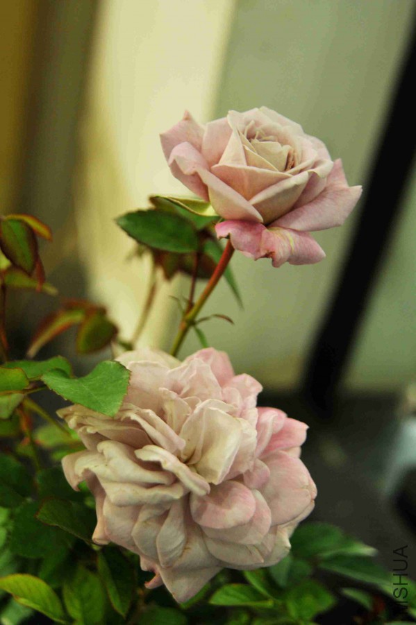 DSC_9037_����.jpg