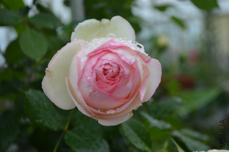 DSC_0011.JPG