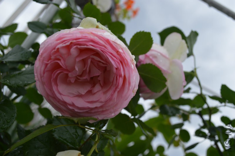 DSC_0013.JPG