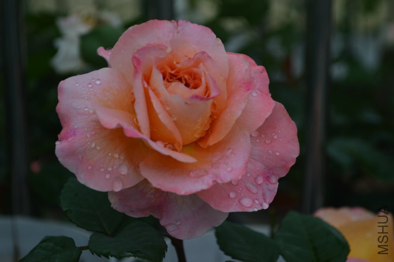 DSC_0027.JPG