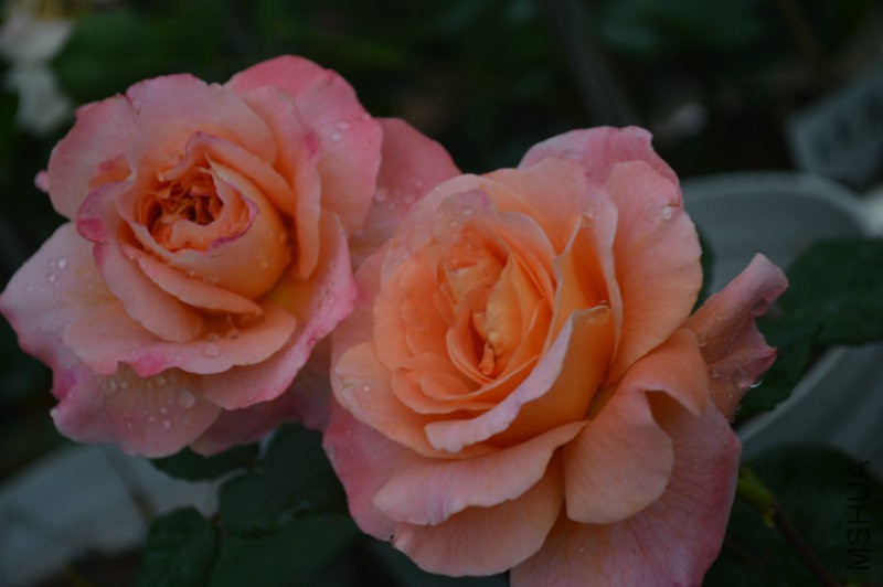 DSC_0028.JPG
