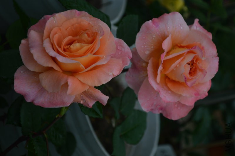 DSC_0029.JPG