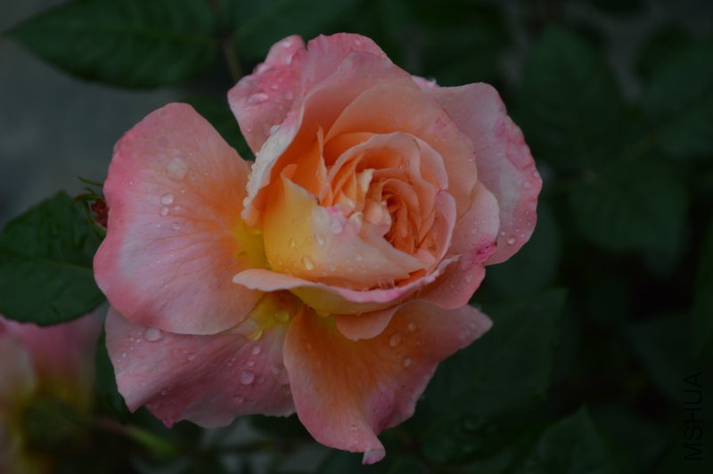 DSC_0030.JPG
