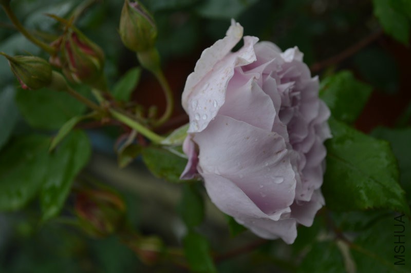DSC_0040.JPG