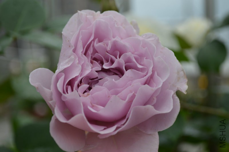 DSC_0041.JPG