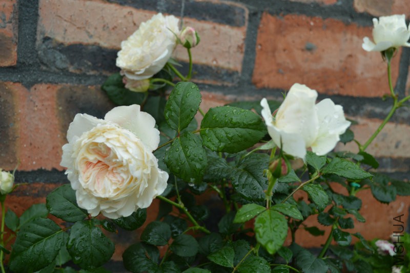 DSC_0004.JPG