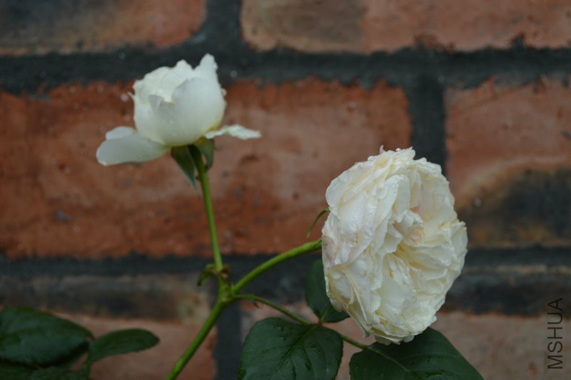 DSC_0005.JPG