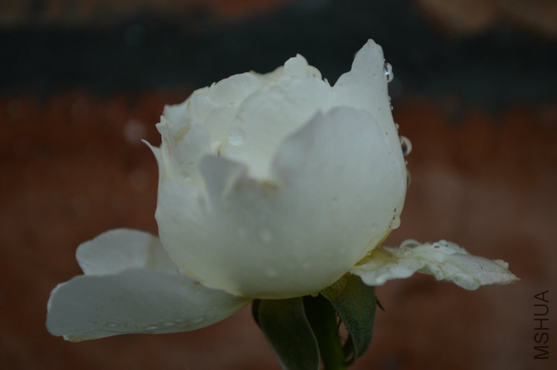 DSC_0006.JPG