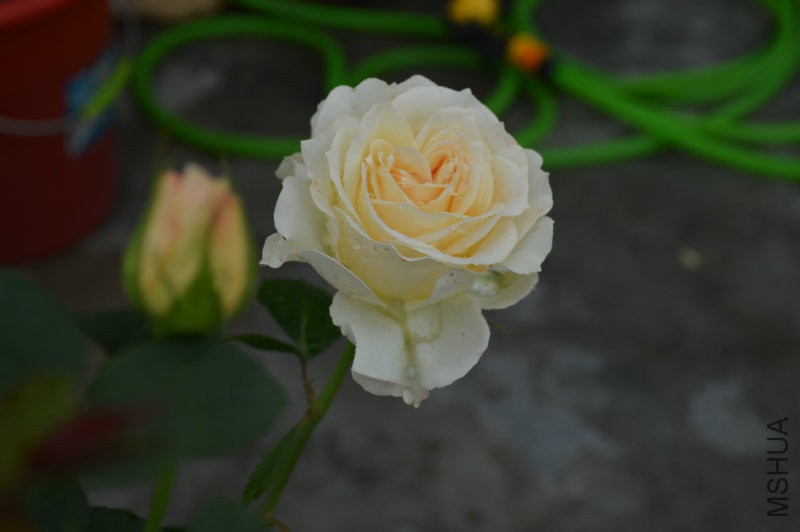 DSC_0019.JPG
