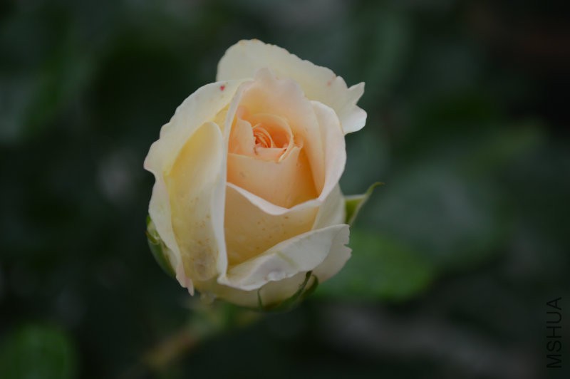 DSC_0021.JPG
