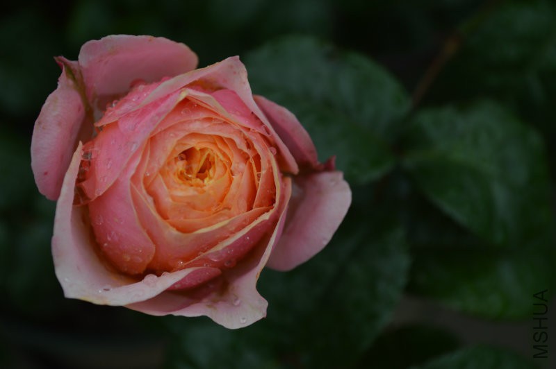 DSC_0034.JPG