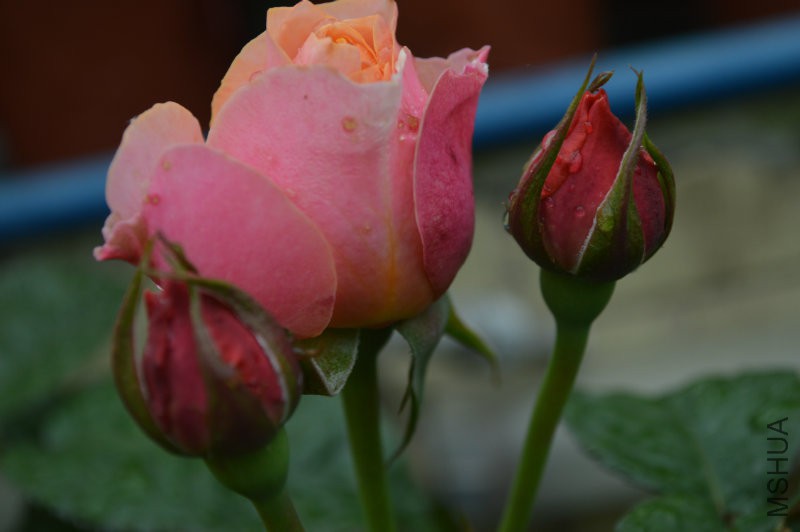 DSC_0035.JPG