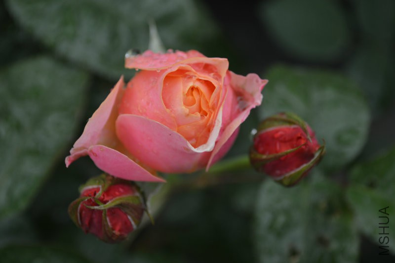 DSC_0036.JPG