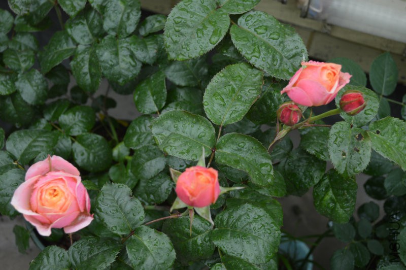 DSC_0037.JPG