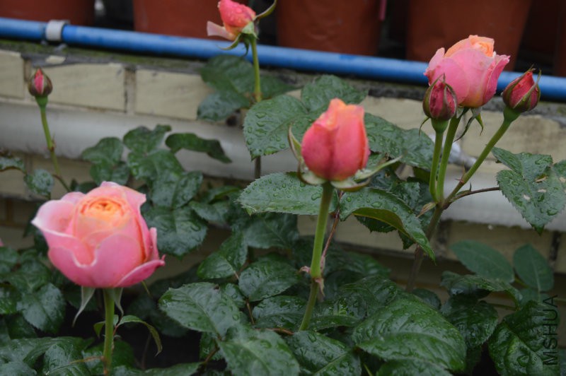 DSC_0038.JPG