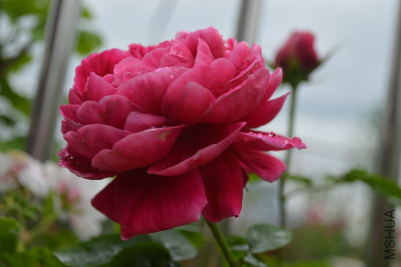 DSC_0045.JPG