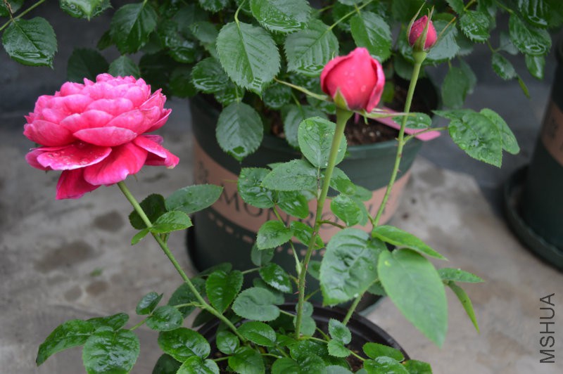 DSC_0050.JPG