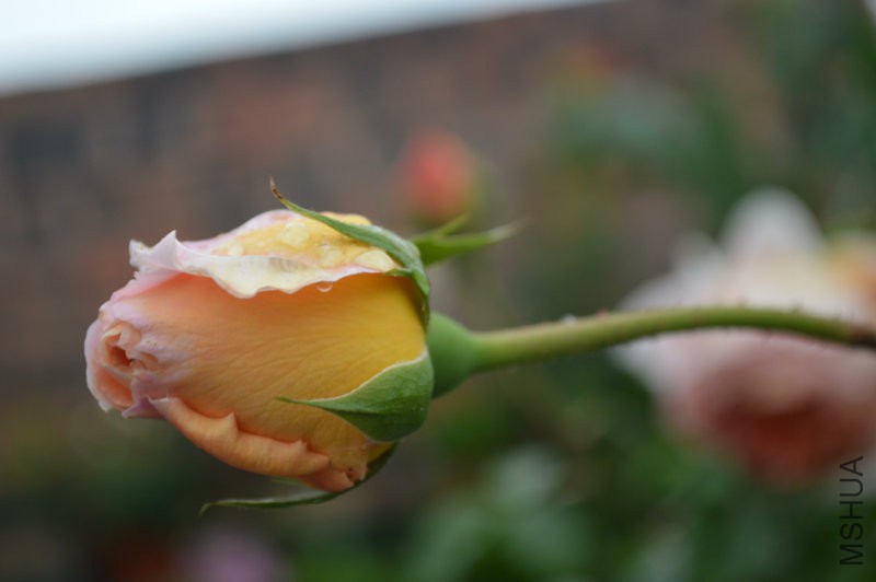 DSC_0009.JPG