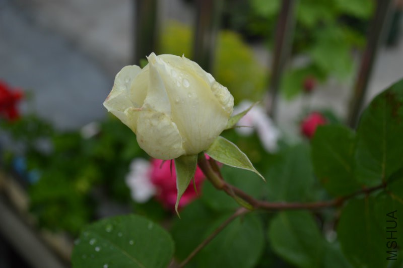DSC_0043.JPG