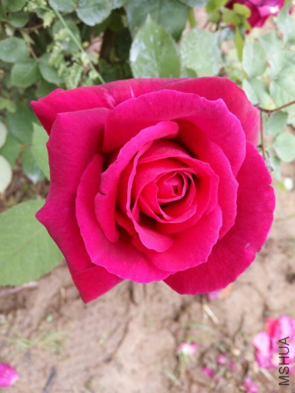 55702.jpg
