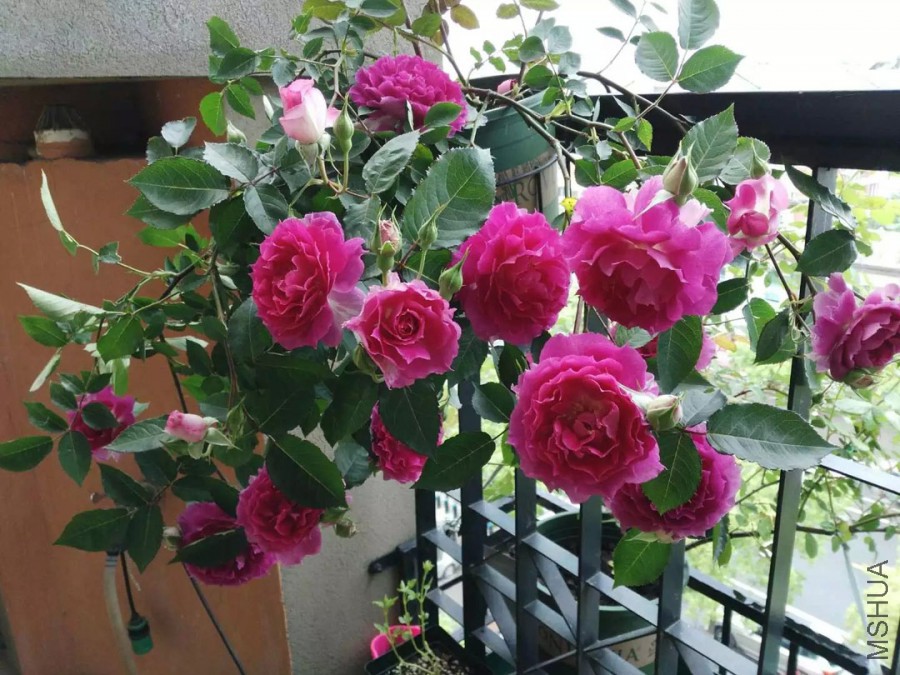 psb-(14).jpg