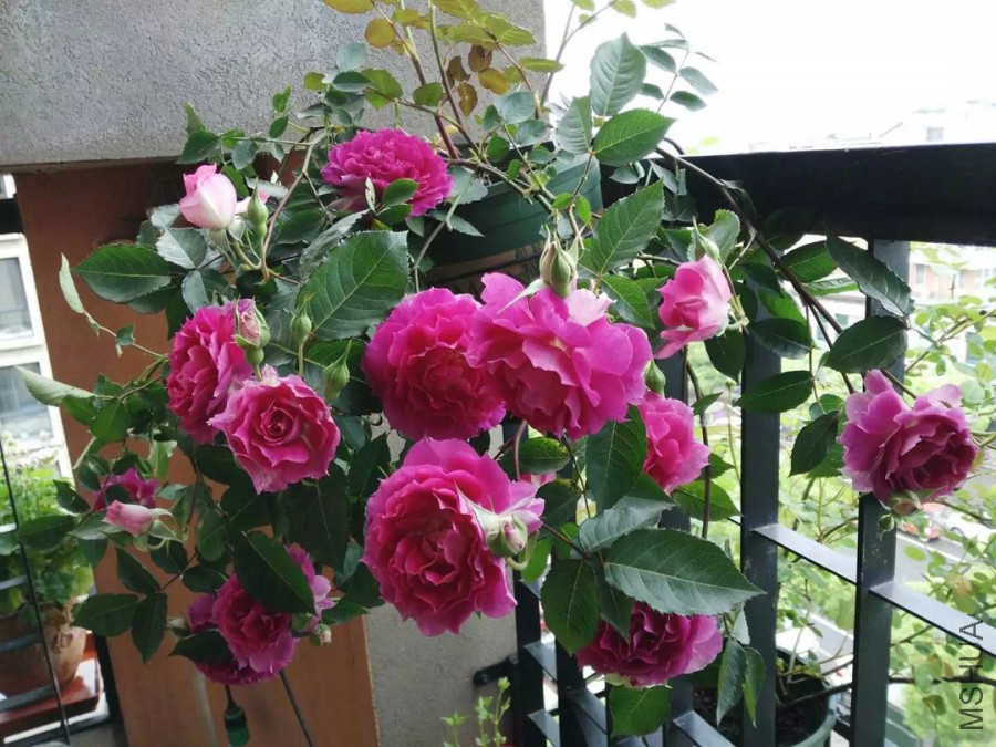 psb-(15).jpg