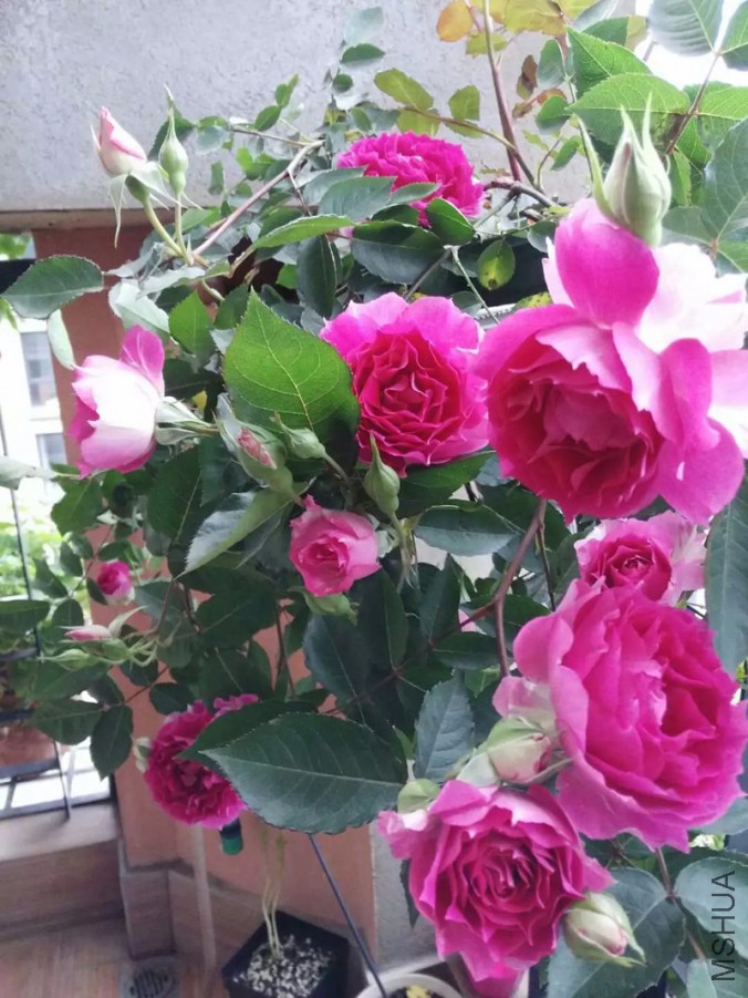psb-(32).jpg