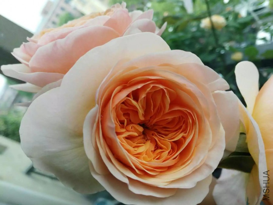 psb (9).jpg