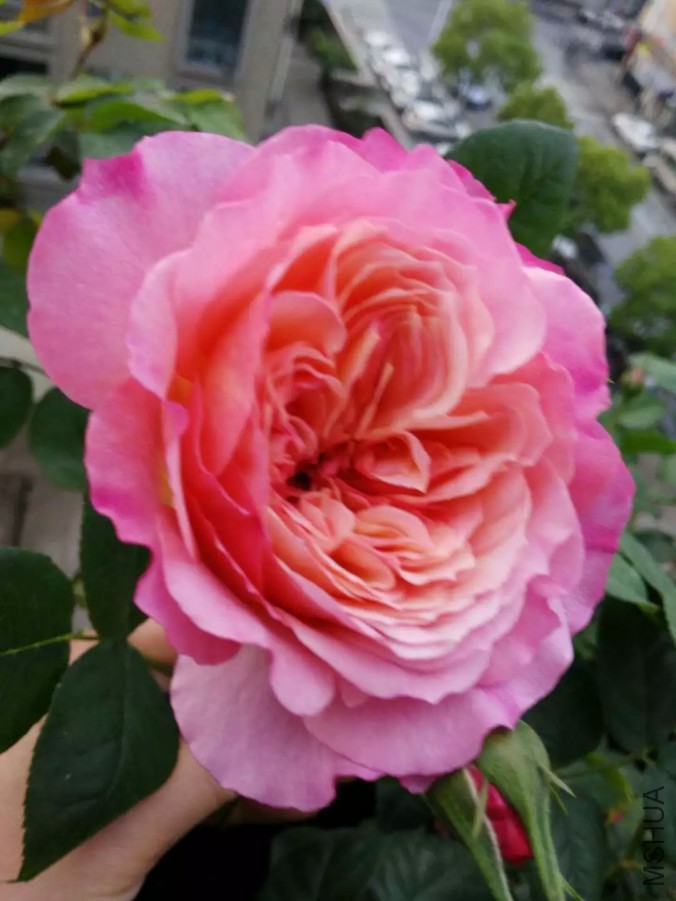 psb (20).jpg