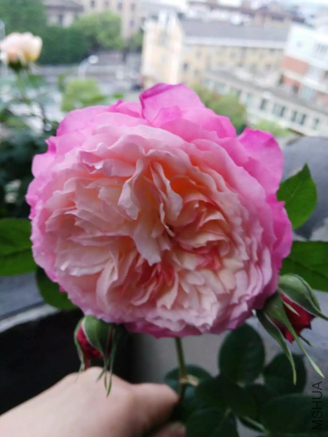 psb (22).jpg