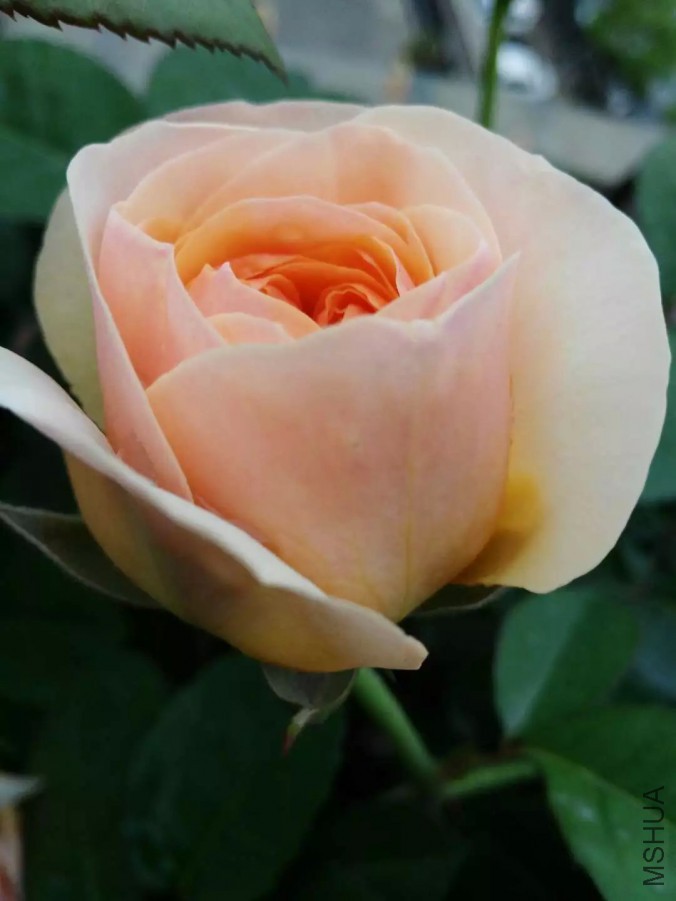 psb (28).jpg