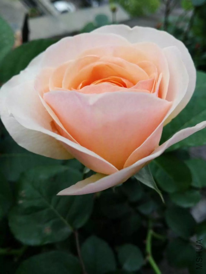 psb (29).jpg