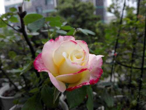 IMG_20160410_175600.jpg