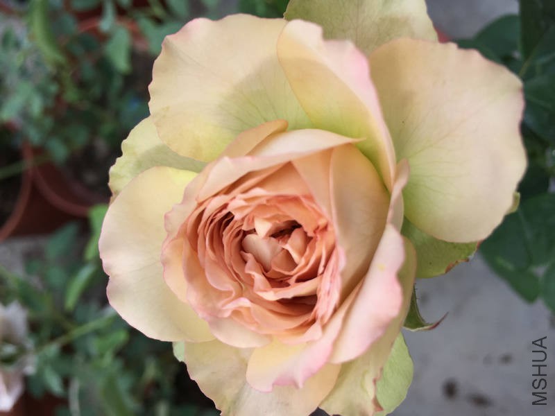QQͼƬ20160417174906.jpg